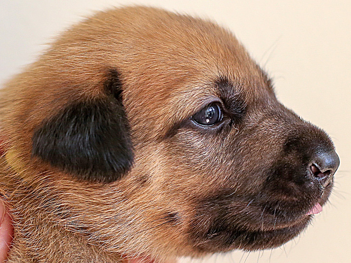 chinook puppy